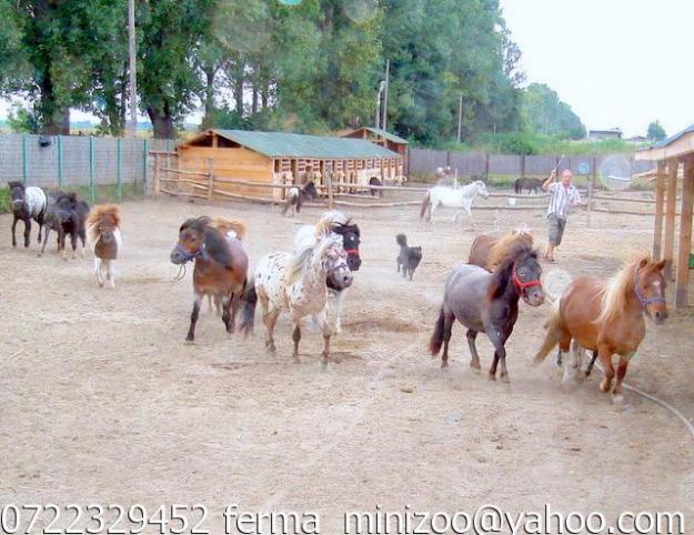 Vand ponei rasa Shetland si Appaloosa - Pret | Preturi Vand ponei rasa Shetland si Appaloosa