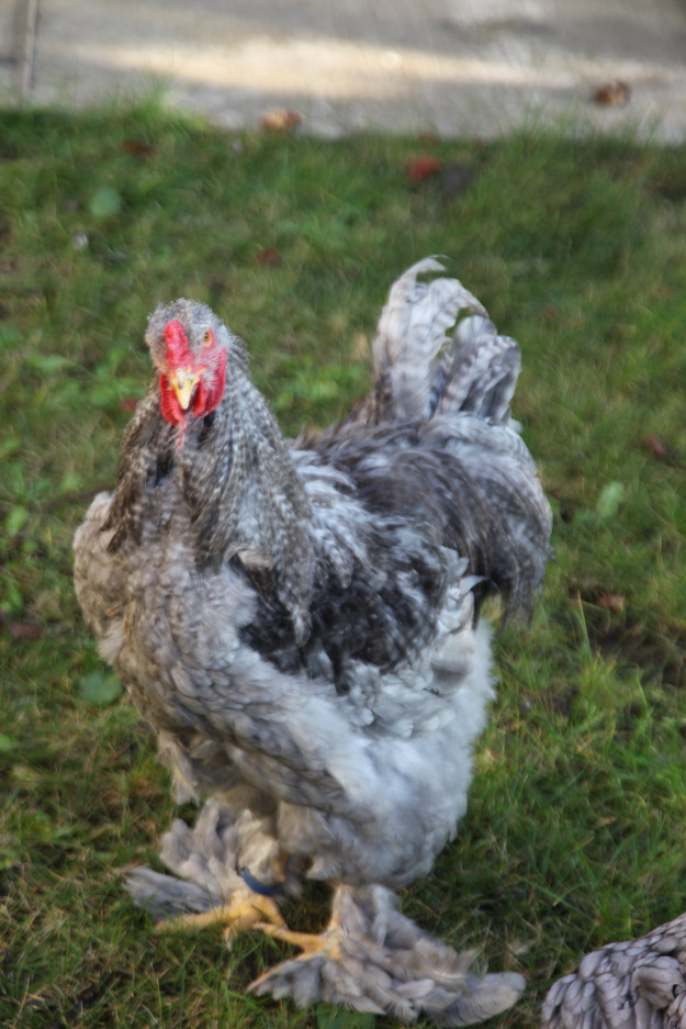 gaini brahma,oua si pui ianuarie 2013 - Pret | Preturi gaini brahma,oua si pui ianuarie 2013