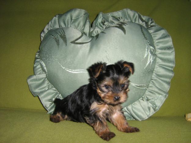 yorkshire terrier - Pret | Preturi yorkshire terrier