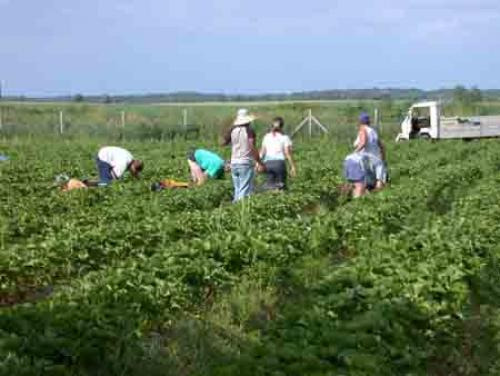 Agricultura-1400 euro - Pret | Preturi Agricultura-1400 euro