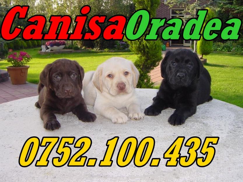 Vand catei rasa Labrador 0752100435 - Pret | Preturi Vand catei rasa Labrador 0752100435