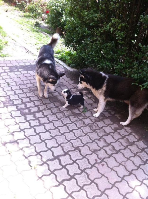 Catelusi Husky SIberian De Vanzare Rasa Pura - Pret | Preturi Catelusi Husky SIberian De Vanzare Rasa Pura