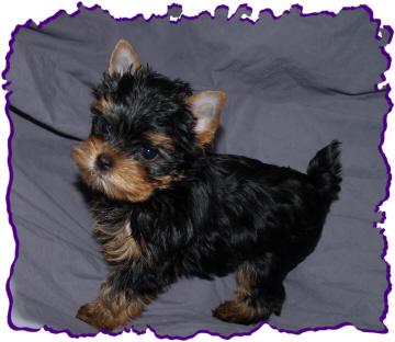 vand yorkshire terrier toy - Pret | Preturi vand yorkshire terrier toy