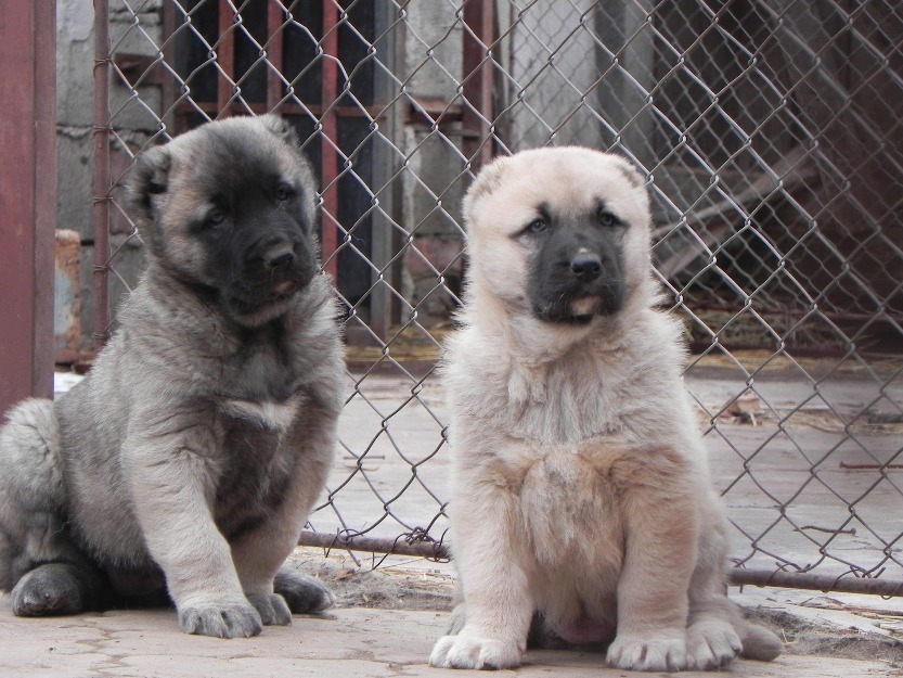 Catei kangal de vanzare ! - Pret | Preturi Catei kangal de vanzare !