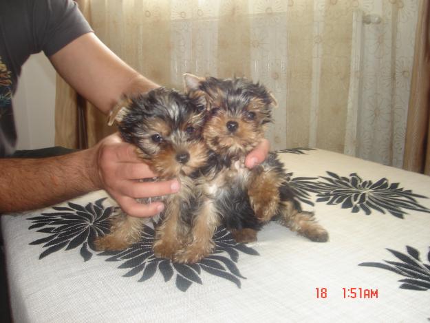 Pui Yorkshire Terrier de vanzare - Pret | Preturi Pui Yorkshire Terrier de vanzare