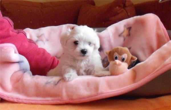 vand bichon maltese - Pret | Preturi vand bichon maltese