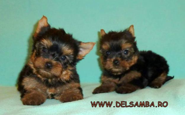 de vanzare yorkshire terrier - Pret | Preturi de vanzare yorkshire terrier