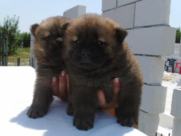 CHOW CHOW PUI ROSCATI 150 EURO - Pret | Preturi CHOW CHOW PUI ROSCATI 150 EURO