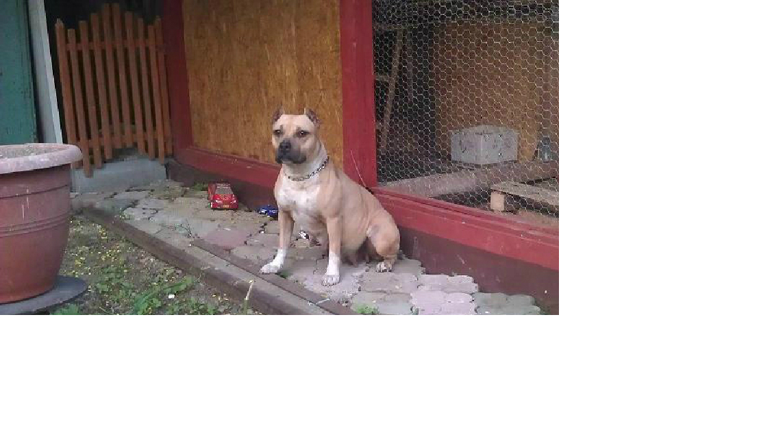 Amstaff din parinti cu pedigree - Pret | Preturi Amstaff din parinti cu pedigree