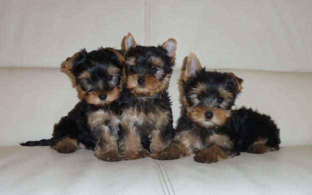 de vanzare YORKSHIRE TERRIER, pui de YORY - Pret | Preturi de vanzare YORKSHIRE TERRIER, pui de YORY