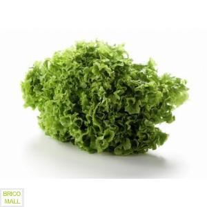 Salata creata Lollo Bionda - Pret | Preturi Salata creata Lollo Bionda