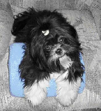 Shih Tzu de vanzare - Pret | Preturi Shih Tzu de vanzare