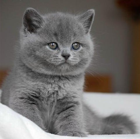 Vand pisici british shorthair - Pret | Preturi Vand pisici british shorthair