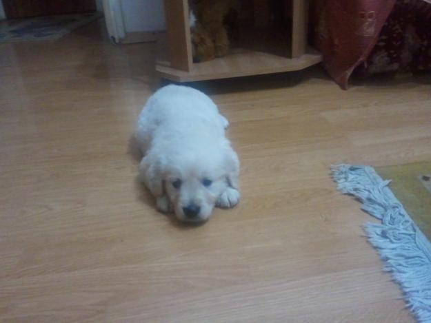 Catelusi Golden Retriever - Pret | Preturi Catelusi Golden Retriever