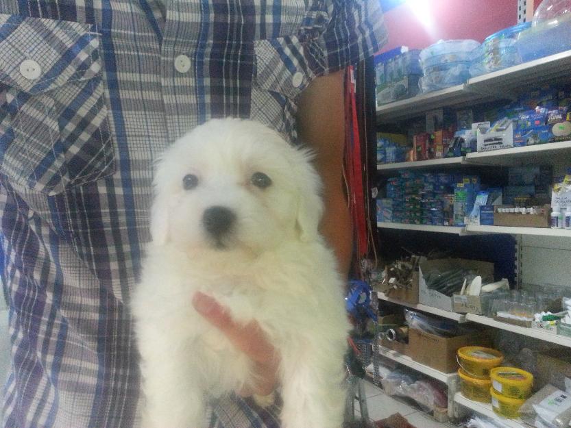 Bichon Maltez mascul, 3 luni, vaccinat - oferta - Pret | Preturi Bichon Maltez mascul, 3 luni, vaccinat - oferta