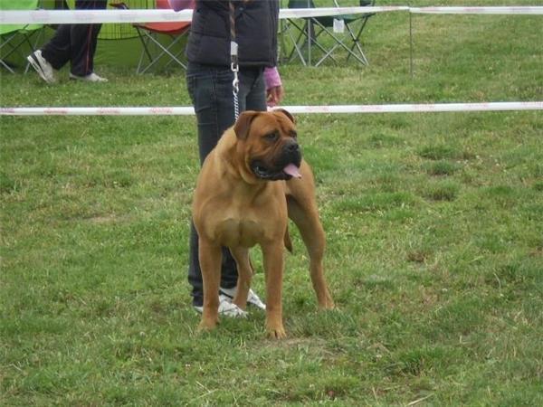 Vand pui bullmastiff - Pret | Preturi Vand pui bullmastiff