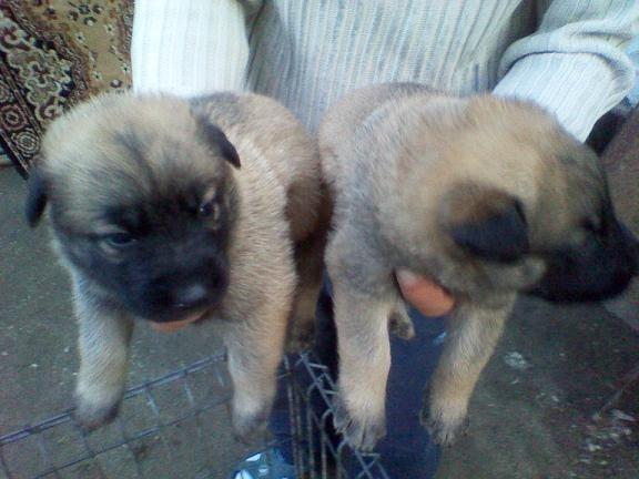Ciobanesc belgian malinois - Pret | Preturi Ciobanesc belgian malinois