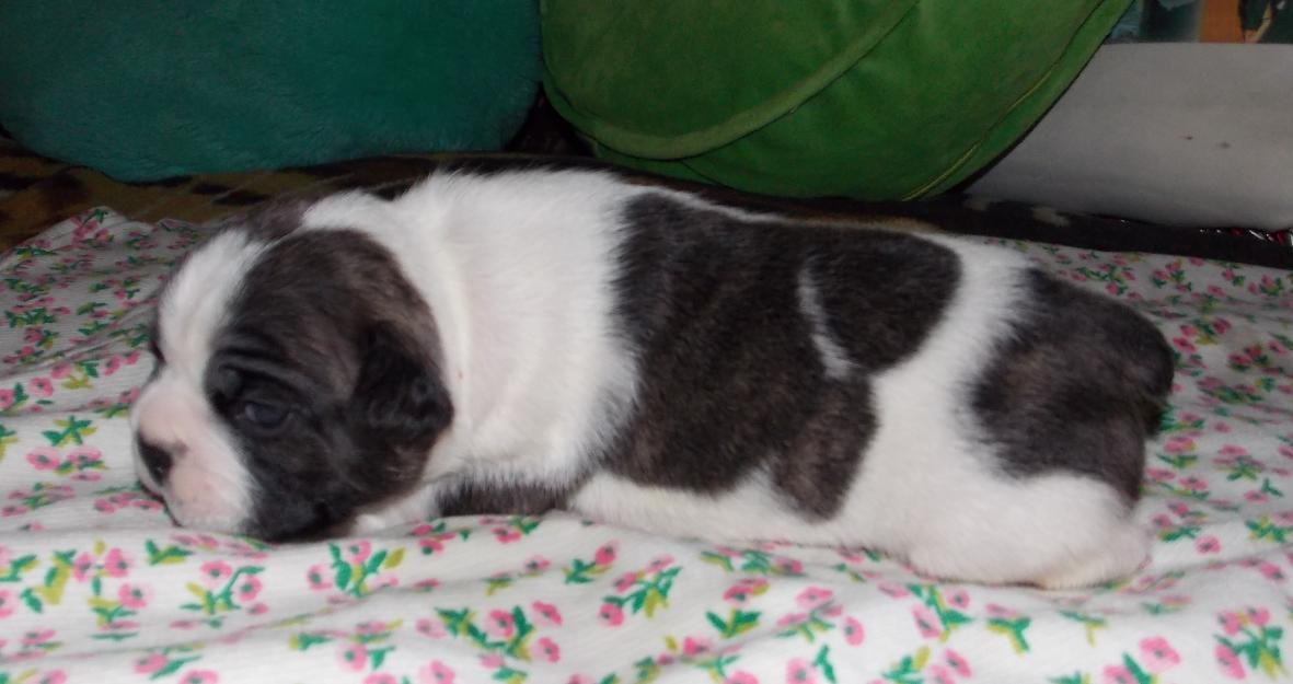 Pui Bulldog Francez masculi - Pret | Preturi Pui Bulldog Francez masculi