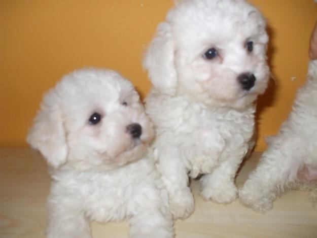 vand bichon frise 800 lei - Pret | Preturi vand bichon frise 800 lei