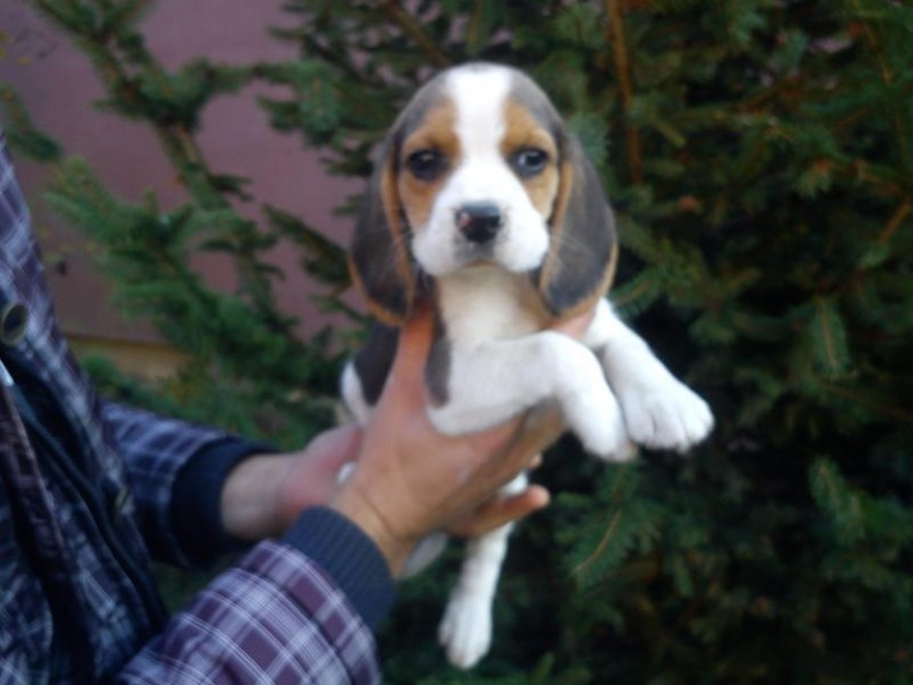 beagle de vanzare - Pret | Preturi beagle de vanzare
