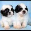 bichon albi cu pete 500.ron. - Pret | Preturi bichon albi cu pete 500.ron.
