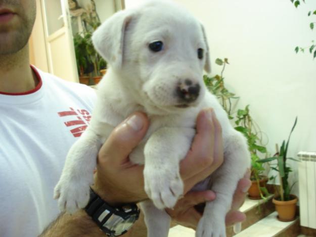 PITICI PT ADOPTIE!!!! - Pret | Preturi PITICI PT ADOPTIE!!!!