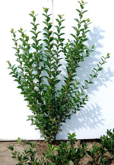 Vand ligustrum ovalifolium pentru garduri vii cu inaltimea de 80-100 cm - Pret | Preturi Vand ligustrum ovalifolium pentru garduri vii cu inaltimea de 80-100 cm