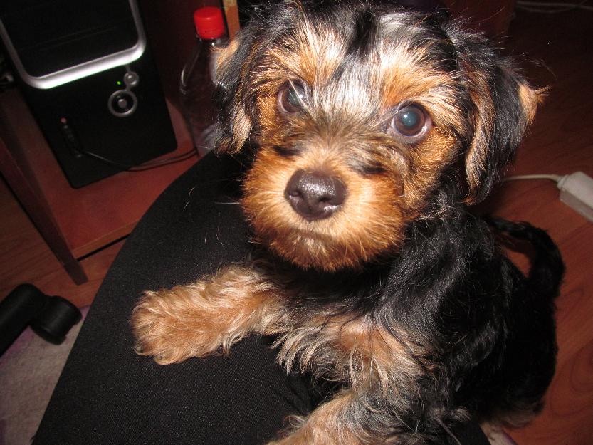 Vand Yorkshire Terrier - Pret | Preturi Vand Yorkshire Terrier