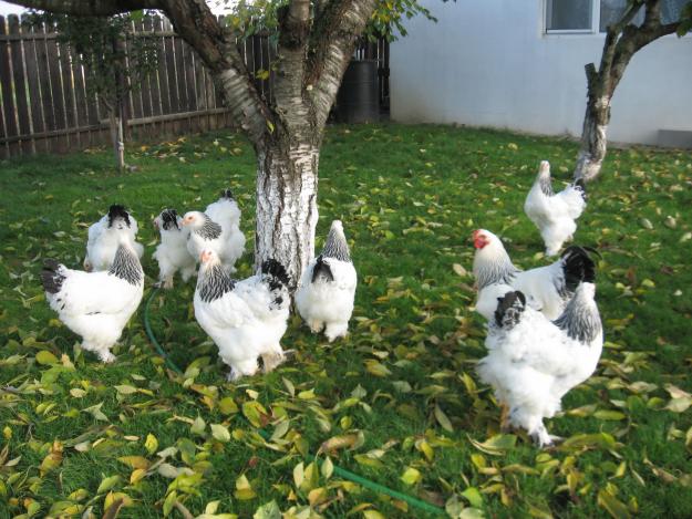 Găini de rasă – Ouă şi - Pret | Preturi Găini de rasă – Ouă şi