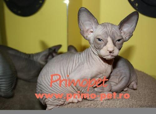 Pisici Sphynx de Vanzare - Pret | Preturi Pisici Sphynx de Vanzare