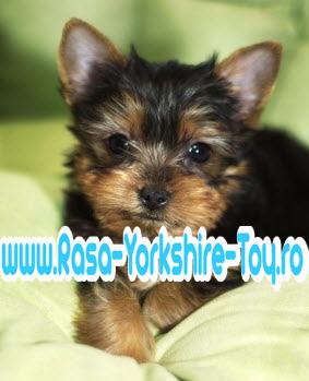 Catei Yorkshire Terrier ( TOY ) de Vanzare - Pret | Preturi Catei Yorkshire Terrier ( TOY ) de Vanzare