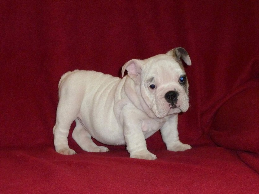 pui de bulldog englez cu pedigree - Pret | Preturi pui de bulldog englez cu pedigree