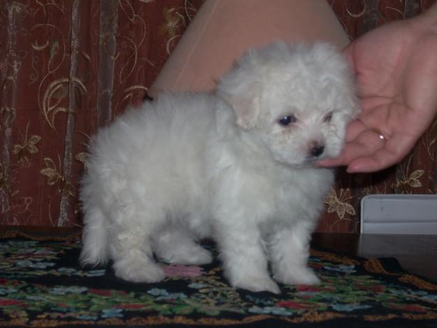 Bichon Bolognez de calitate - Pret | Preturi Bichon Bolognez de calitate