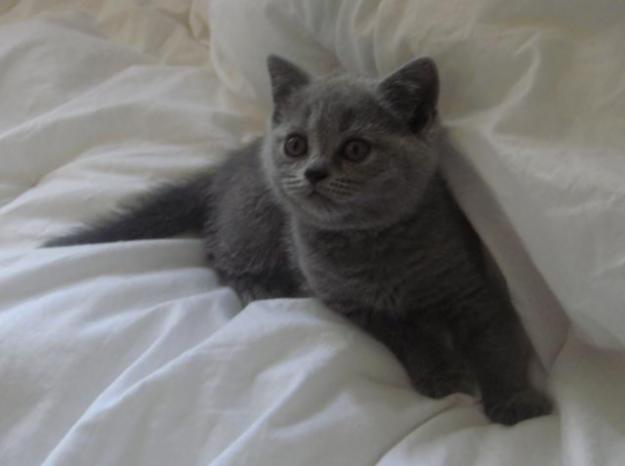 vand pui pisica BRITISH SHORTHAIR BLUE - Pret | Preturi vand pui pisica BRITISH SHORTHAIR BLUE