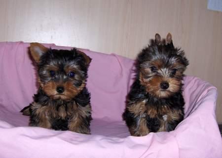 Vand pui de rasa Yorkshire Terrier(yorky) - Pret | Preturi Vand pui de rasa Yorkshire Terrier(yorky)