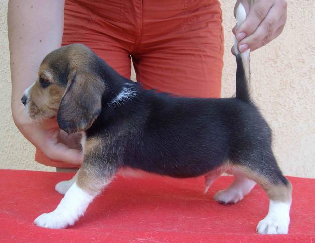 puiuti beagle cu pedigree - Pret | Preturi puiuti beagle cu pedigree