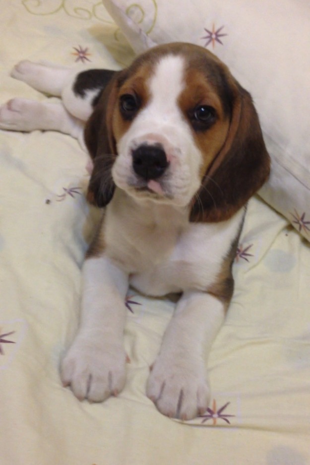 Vand Beagle cu pedigree! - Pret | Preturi Vand Beagle cu pedigree!