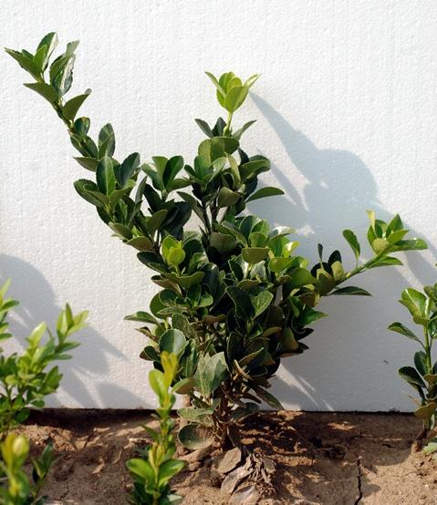 Vand euonimus japonicus - Pret | Preturi Vand euonimus japonicus