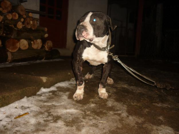 vind mascul pit bull - Pret | Preturi vind mascul pit bull