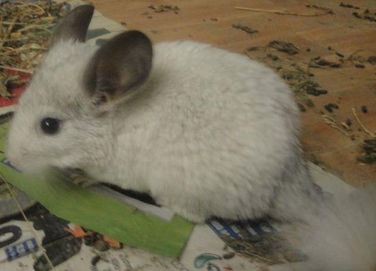 Chinchilla culori rare albe silver bej si black velvet - Pret | Preturi Chinchilla culori rare albe silver bej si black velvet