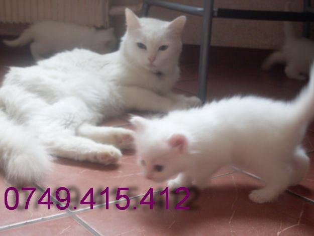 vanzare pisicute Angora Turceasca - Pret | Preturi vanzare pisicute Angora Turceasca