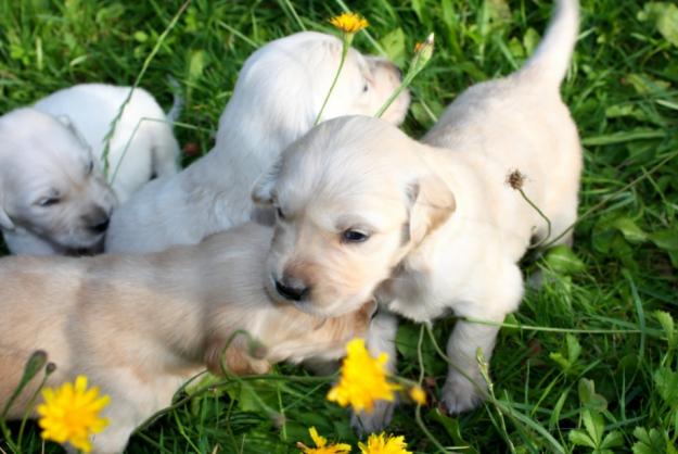 vanzare catei Golden Retriever - Pret | Preturi vanzare catei Golden Retriever