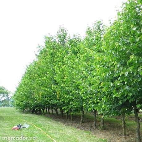 preturi pomi fructiferi, plantare si livrare RO - Pret | Preturi preturi pomi fructiferi, plantare si livrare RO