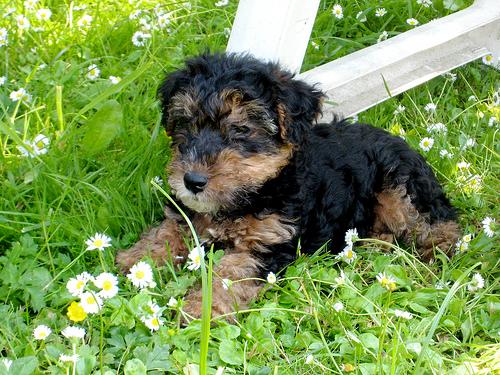 Vand catei Welsh Terrier - Pret | Preturi Vand catei Welsh Terrier