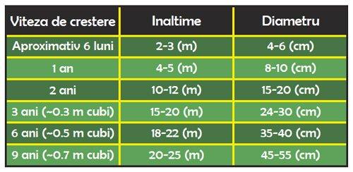 ritmul de crestere al paulowniei - Pret | Preturi ritmul de crestere al paulowniei