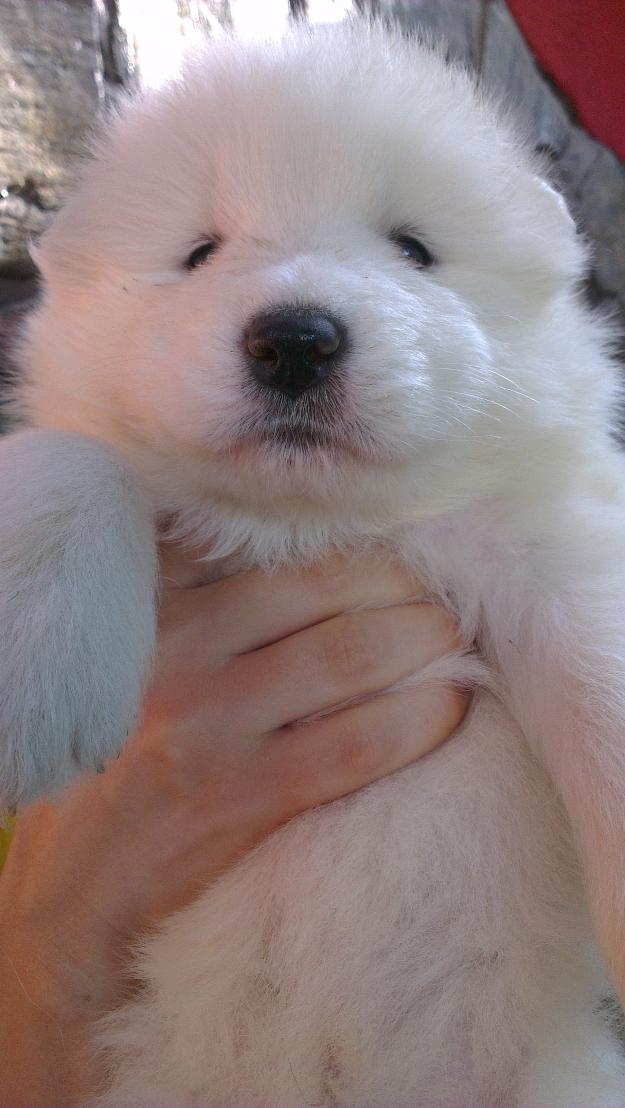 Catelusi Samoyede de vanzare - Pret | Preturi Catelusi Samoyede de vanzare