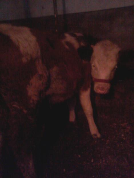 vaca baltata romaneasca de 9 luni - Pret | Preturi vaca baltata romaneasca de 9 luni