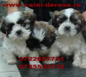 Shih Tzu si Westie - Pret | Preturi Shih Tzu si Westie