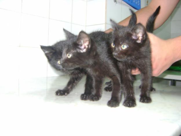 3 pufosenii spre adoptie - Pret | Preturi 3 pufosenii spre adoptie