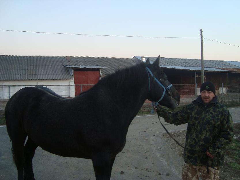 manz percheron francez 17 luni si semigreu ardenez armasar 8 ani - Pret | Preturi manz percheron francez 17 luni si semigreu ardenez armasar 8 ani